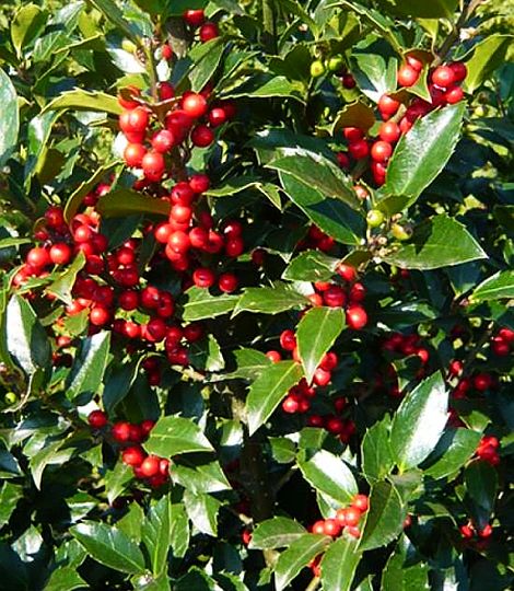 Ilex meserveae 'HECKENFEE®'
